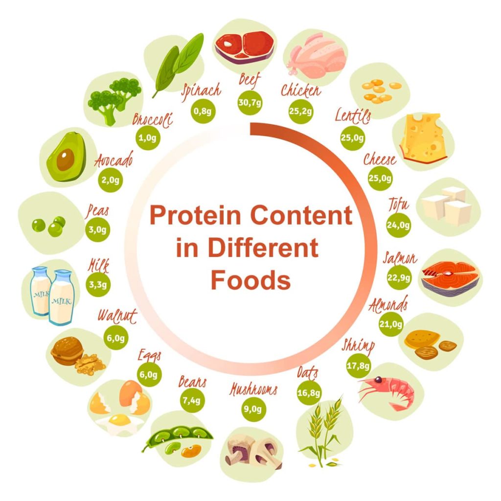 Protein Content in different foods